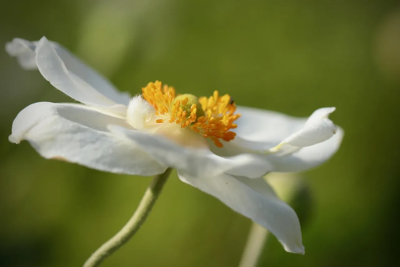 autumn anemone, fall anemone, anemone, nature, stamens, petals, flower, flower wallpaper, white flower, blossom, flower background, bloom, garden, beautiful flowers, plant, garden plant, flower garden
