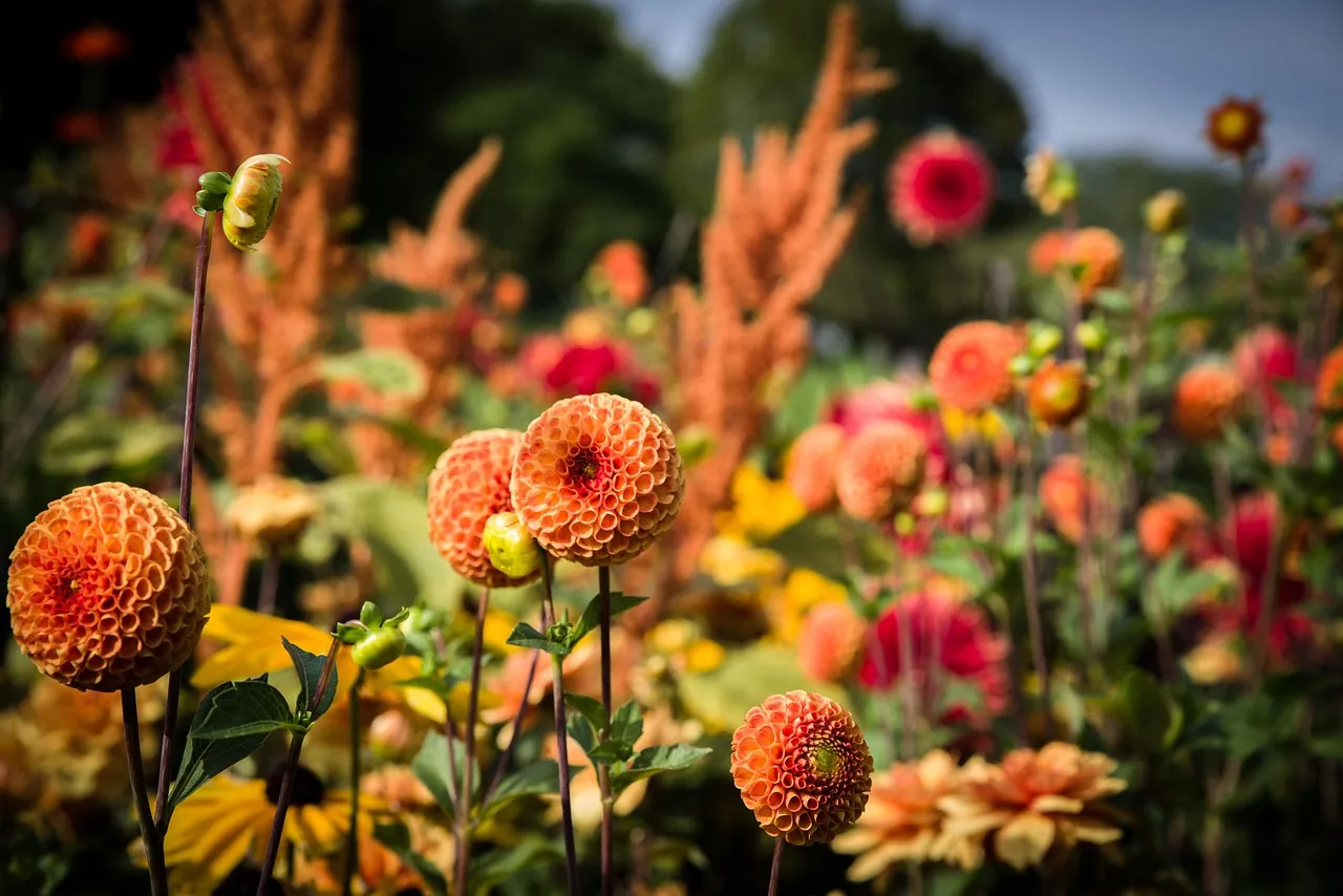 dahlias, pompon dahlias, flowers, bloom, beautiful flowers, flower wallpaper, blossom, flowering plant, flower background, ornamental plant, plant, flora, nature, garden, flower garden