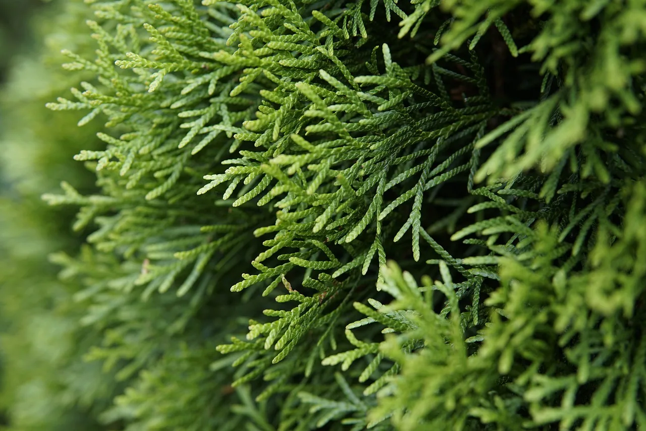 siedlisko, thuja smaragd, ścieśniać, makro, natura, ogród, żywopłot, flora