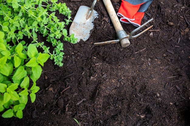 Garden tool and herb plant on soil background copy space Agriculture and gardening