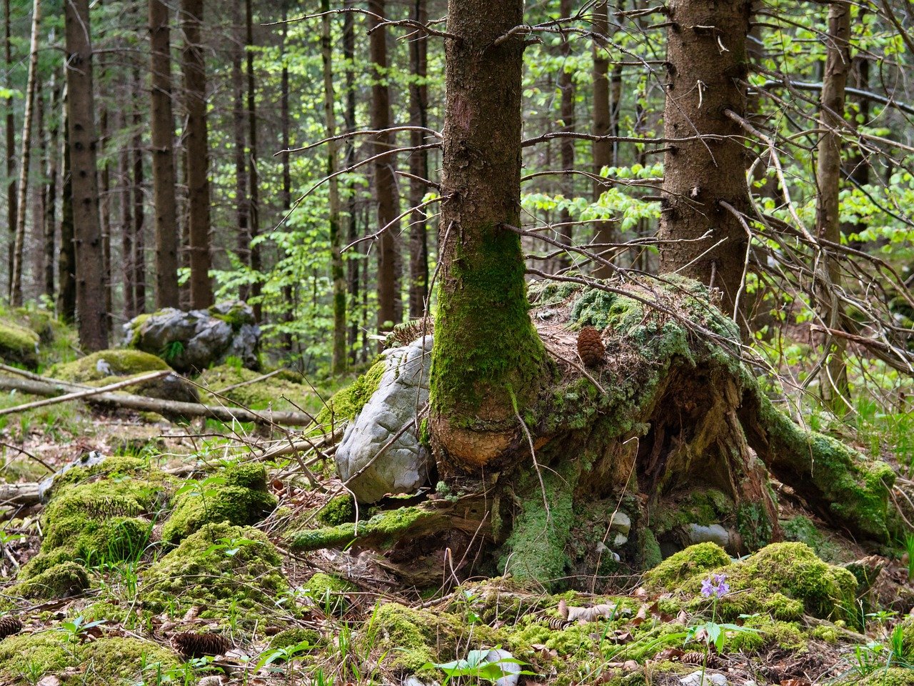 growth, forest, fir trees, nature, root, adhesion, stones, quaint, spring, green