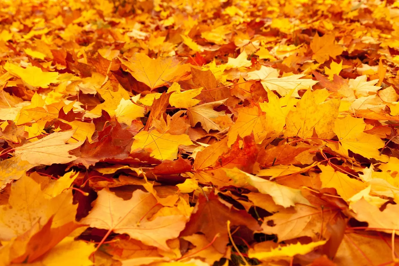 autumn, leaves, foliage, autumn leaves, maple, autumn foliage, autumn colors, autumn season, fall foliage, fall leaves, fall colors, orange leaves, orange foliage, forest, nature, autumn, autumn, autumn, autumn, leaves, leaves, leaves, leaves, autumn leaves, autumn leaves, autumn leaves, autumn leaves, fall leaves, fall leaves, fall leaves, fall leaves, fall leaves