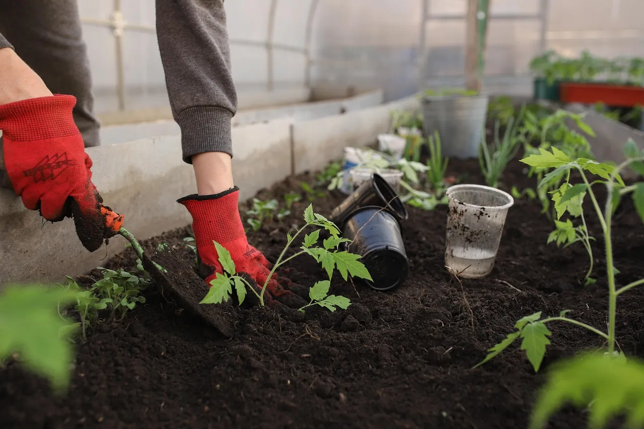 szklarnia, planting, wiosna, łóżka, piękne kwiaty, kobieta, dziewczynka, seedlings, tomatoes, rośliny, peppers, garnki, ziemia, czarnoziem, garden, vegetable garden, shovel, flowers, natura, kwiat tło, vegetables, fruits, dom, tapeta kwiatowa, young, nudny