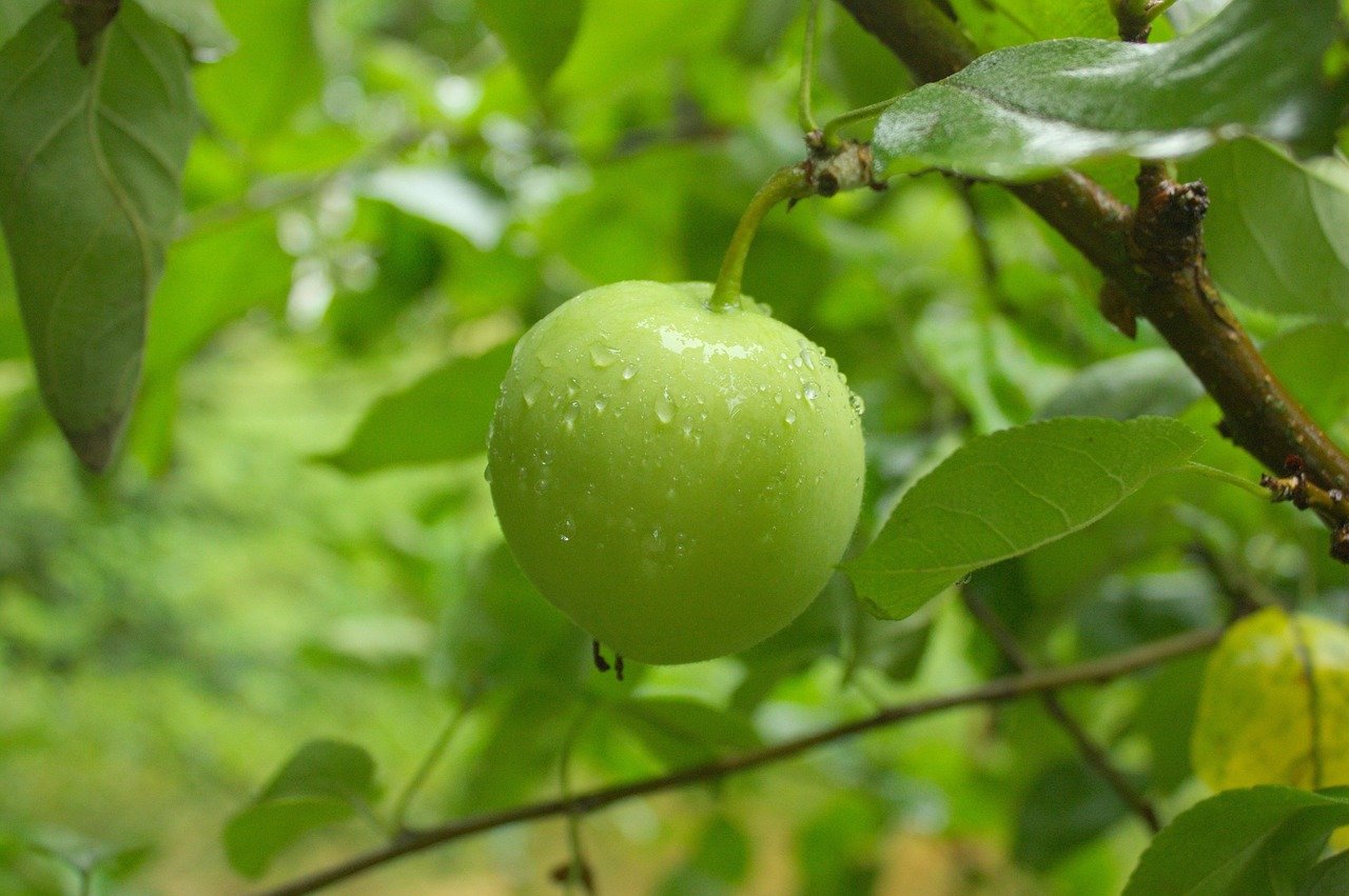 apple, leaves, apple tree flowers, green apple, fruit, rain, nature, plants, tree, pallet pulpwood, garden, leaf, sad, eat, food, delicious, a drop of, water, drop of rain, wet, after the rain, drops, macro, drops of water, closeup