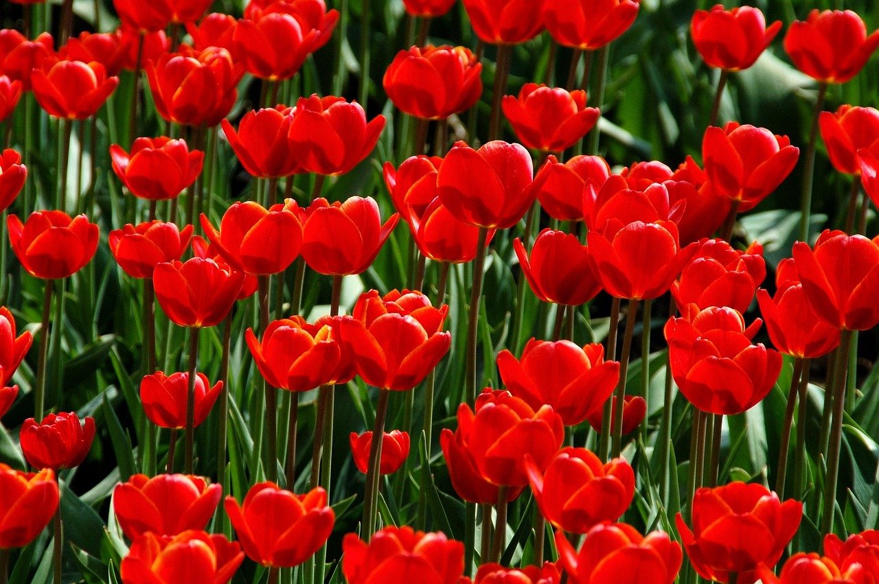 nature, garden, plant, tulip, season, bulbous plant, red, field, garden, garden, garden, garden, garden, tulip, tulip