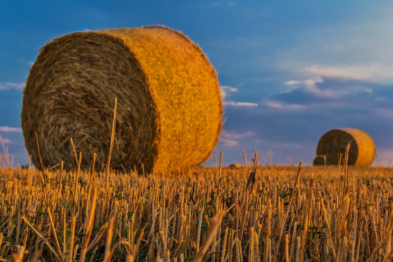 bale, straw, agriculture, harvest, rural landscape, arable land, nature, cereals, field, grain, sunlight, sunset