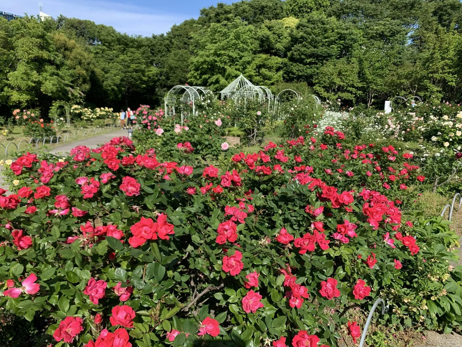 a garden filled with lots of pink flowers
