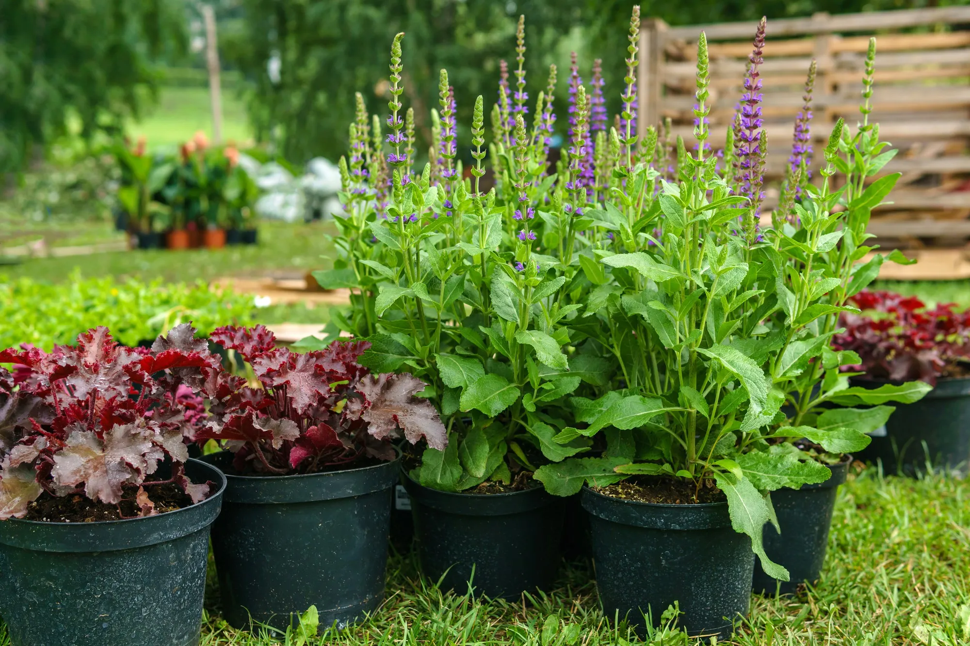 Ornamental potted plants prepared for planting in open ground, outdoor