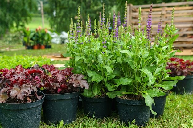 Ornamental potted plants prepared for planting in open ground, outdoor