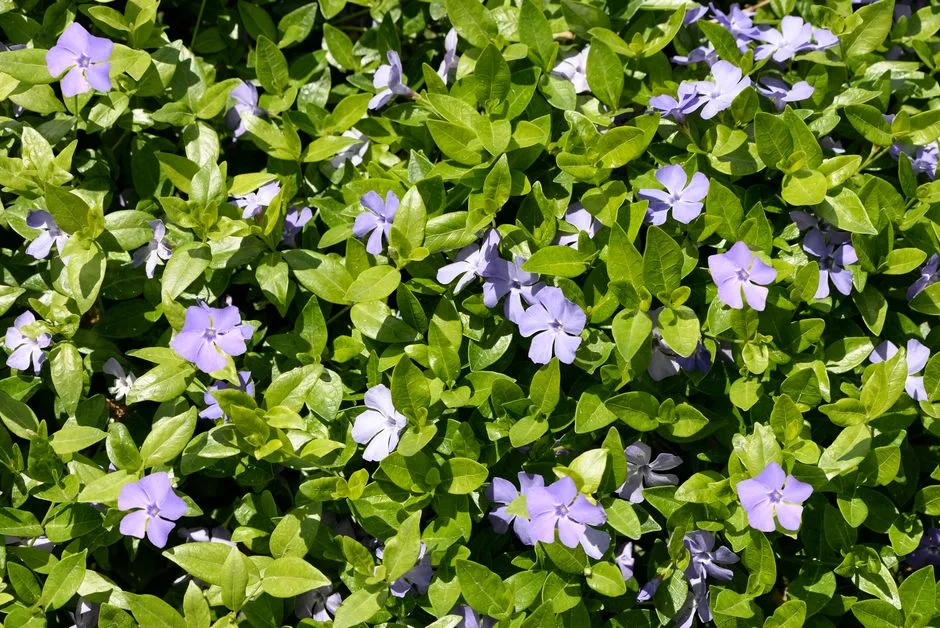 Close-up of blooming periwinkle flowers with vibrant green leaves outdoors.