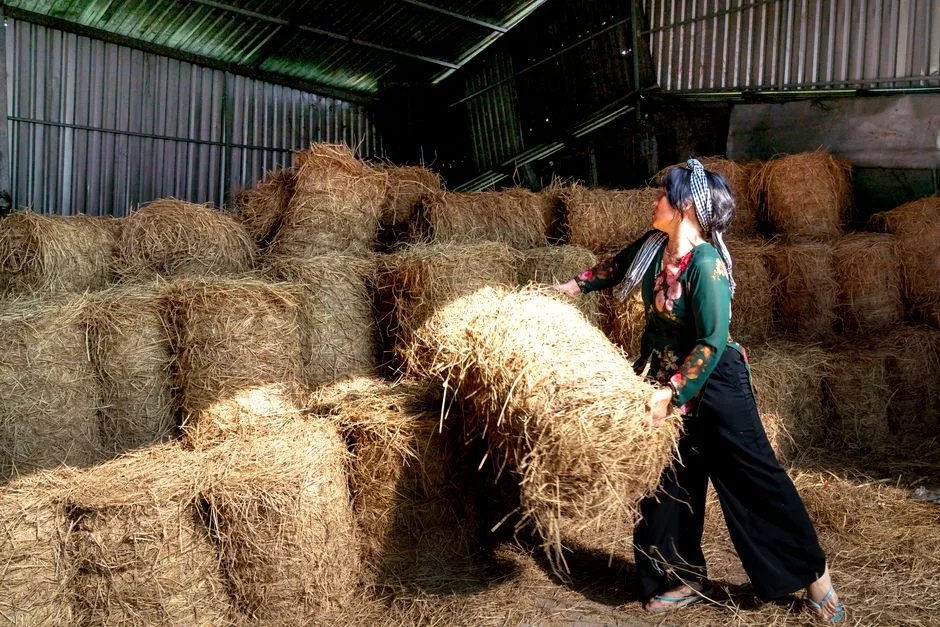 A woman stacking hay bales in a barn, showcasing rural agricultural labor.