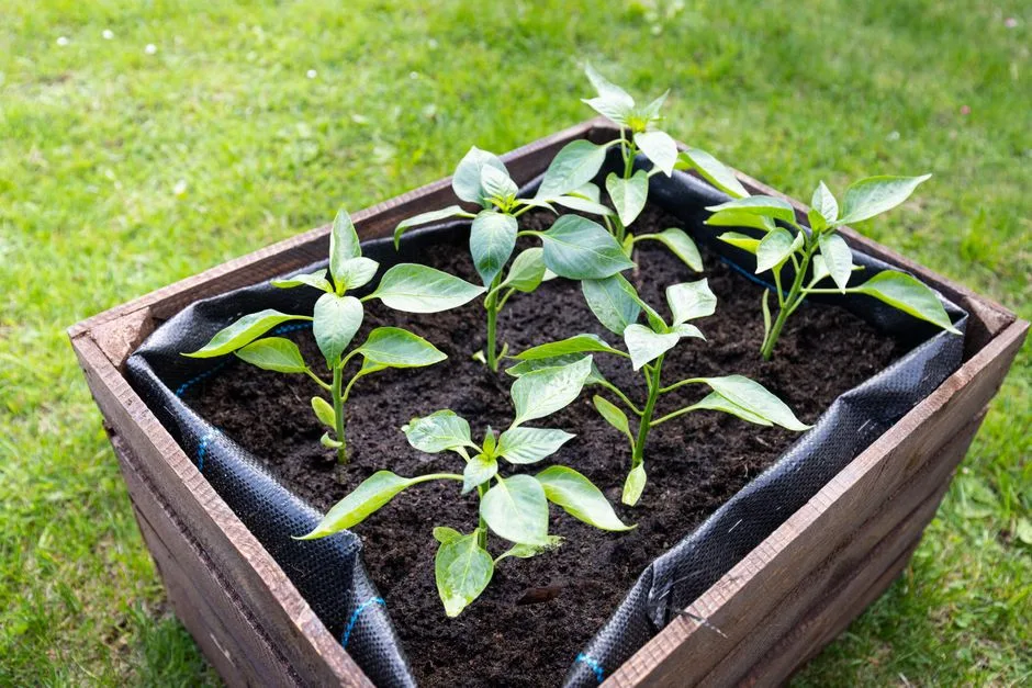 Fresh green pepper plants planted in a wooden box, thriving in rich soil, outdoors.