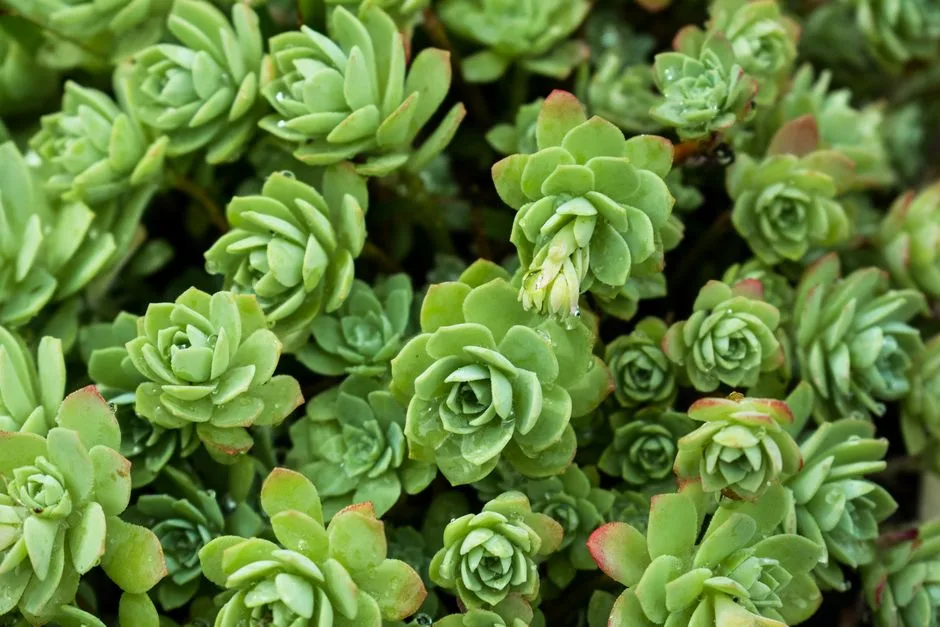 Explore the natural beauty of green succulents in a lush garden setting captured in stunning detail.