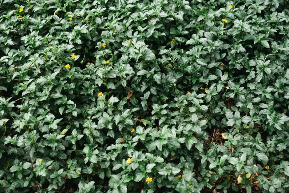 A lush green foliage with small yellow flowers, symbolizing growth and nature's abundance.