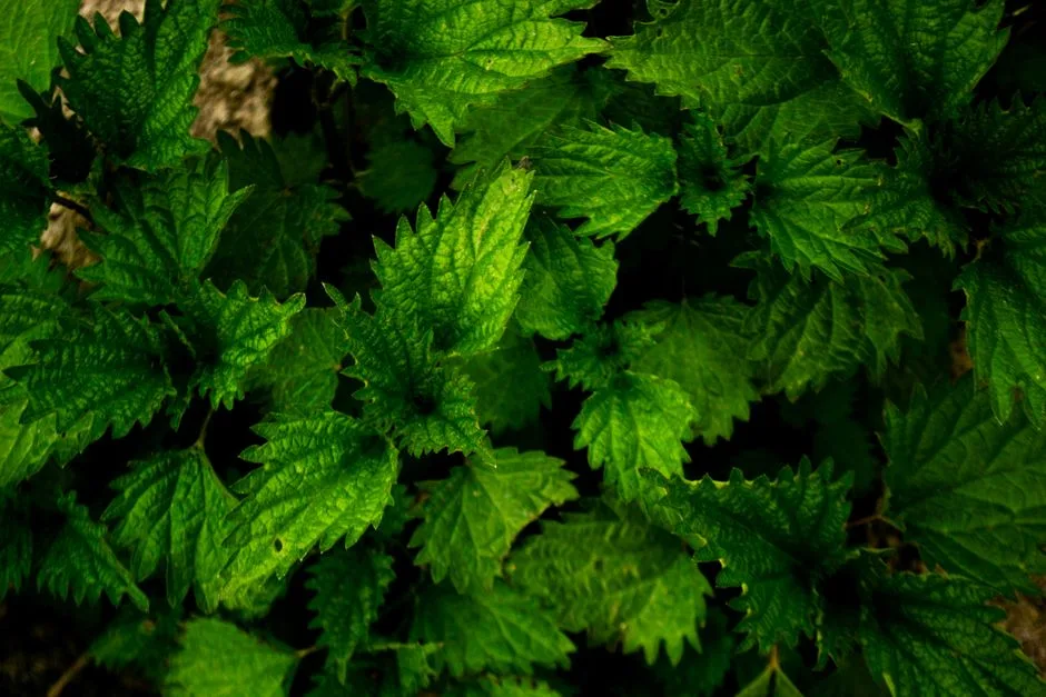 Close-up of fresh stinging nettle leaves with vibrant green texture, perfect for nature backgrounds.