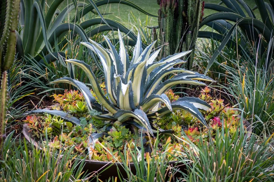 A striking variegated agave surrounded by lush succulents and greenery in a vibrant garden setting.