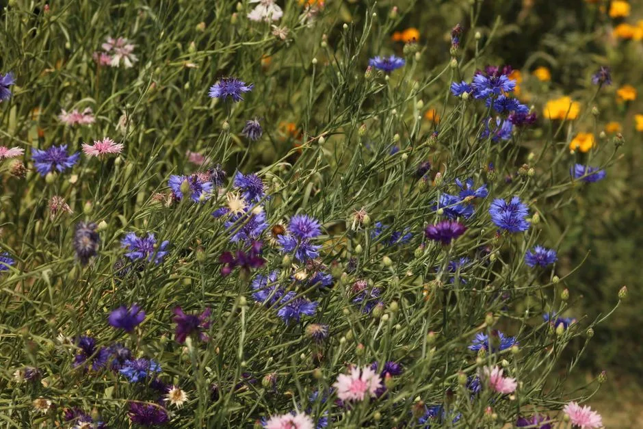 Lush wildflower meadow featuring blue cornflowers and mixed blooms in full summer bloom.