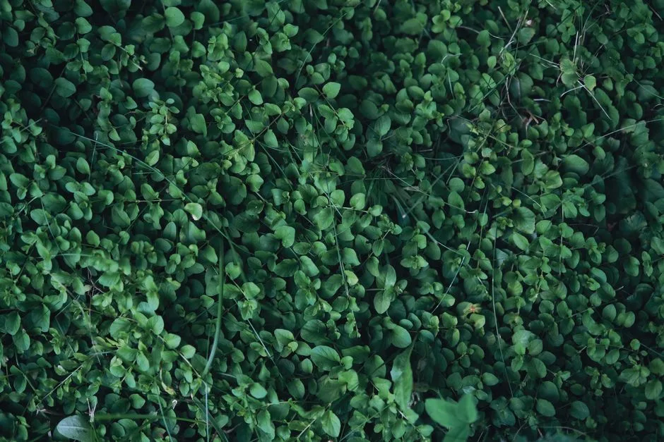 Dense and vibrant green leaves forming a lush, natural carpet.
