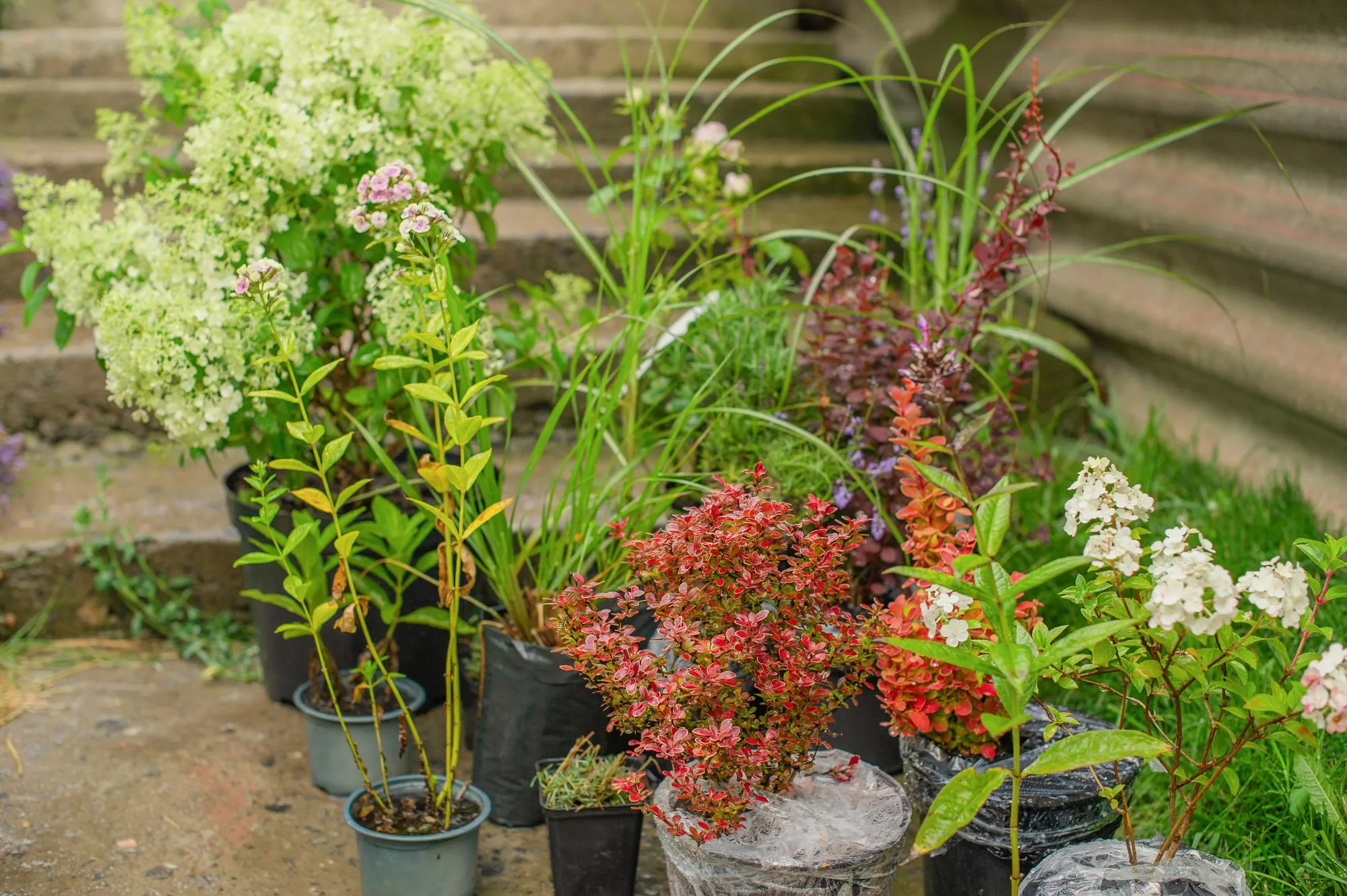 Planting material for the garden Plants for planting a flower garden Cats bushes in pots