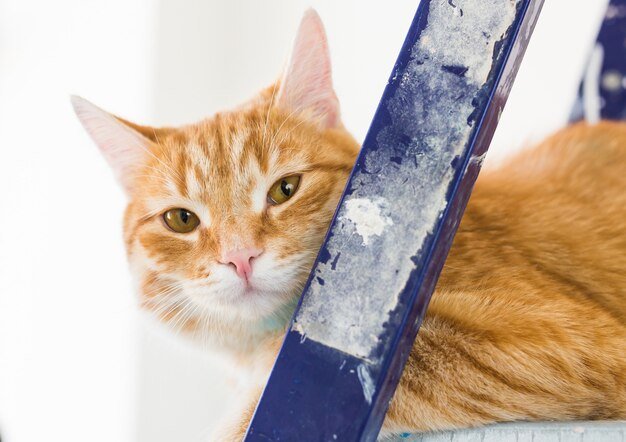 Repair painting the walls the cat sits on the stepladder funny picture