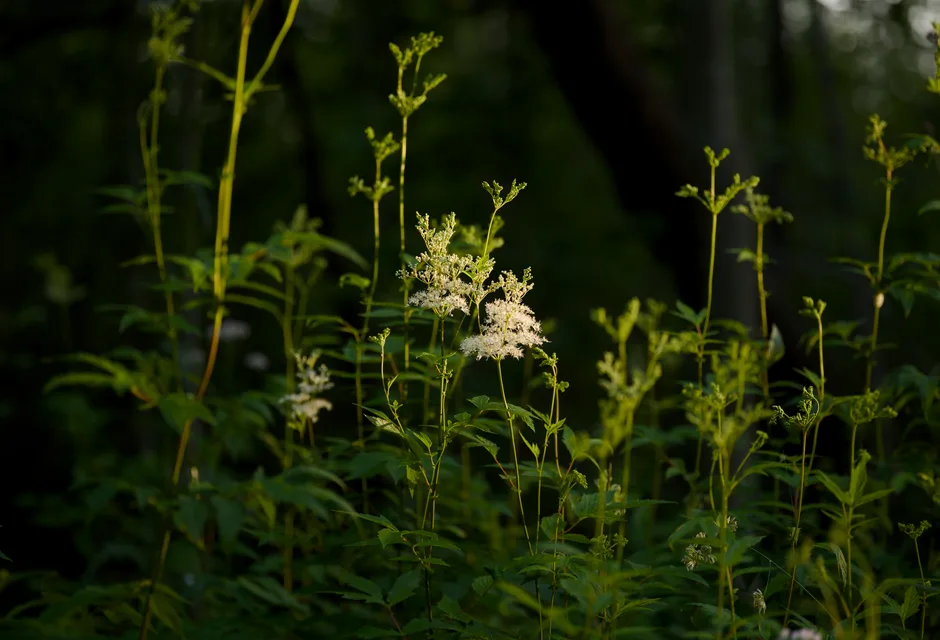 A close-up of meadowsweet flowers blooming in a lush forest setting.