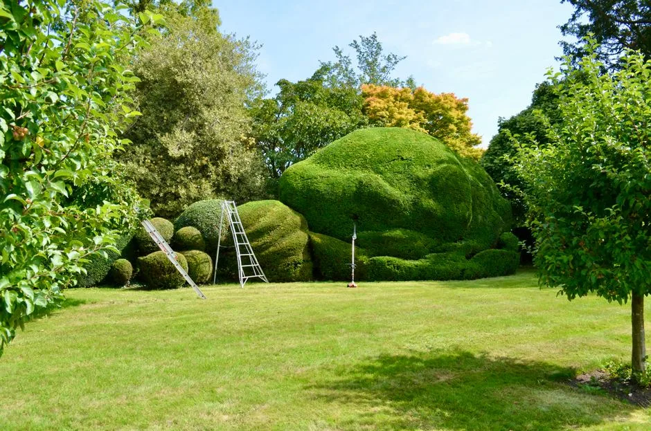 Beautifully sculpted garden hedges with ladders set against a lush green backdrop in summer.