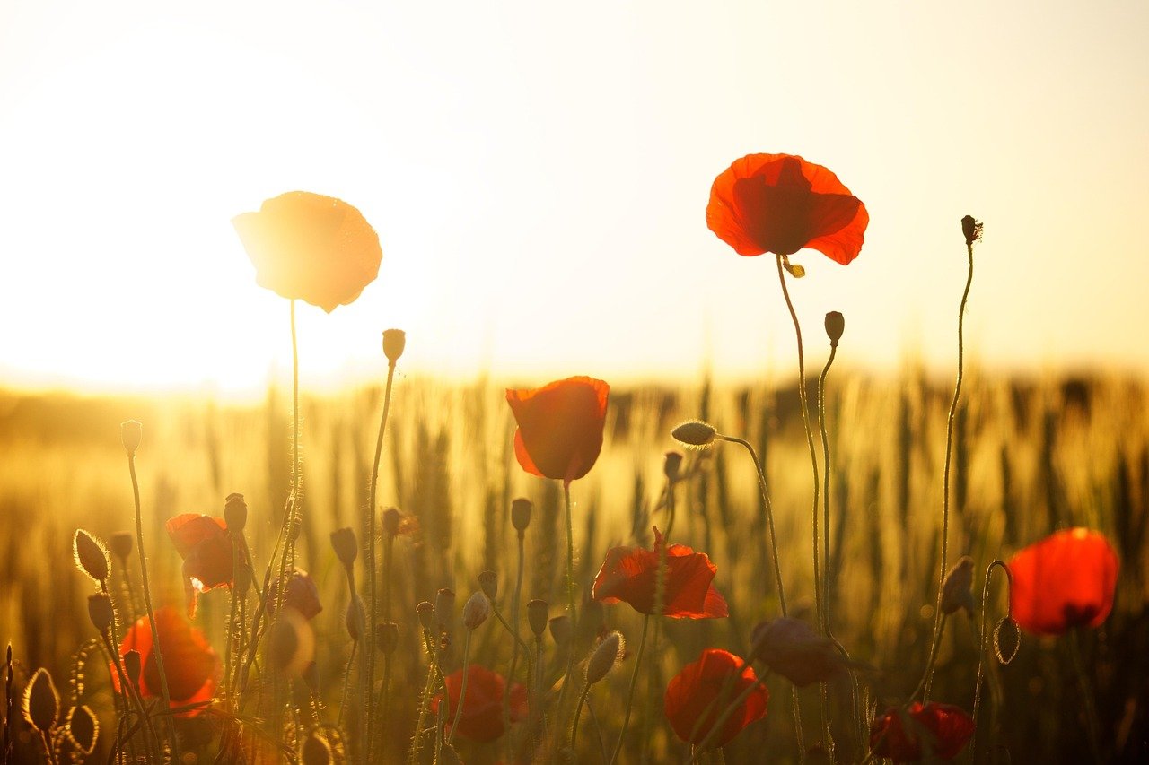 poppies, free wallpaper, flower wallpaper, wallpaper hd, field, sunset, windows wallpaper, beautiful wallpaper, free background, laptop wallpaper, cool backgrounds, dusk, sunlight, flowers, meadow, 4k wallpaper 1920x1080, 4k wallpaper, bloom, full hd wallpaper, mac wallpaper, wallpaper 4k, beautiful flowers, blossom, floral background, desktop backgrounds, flower background, flowering plant, hd wallpaper, ornamental plant, plant, flora, nature, background