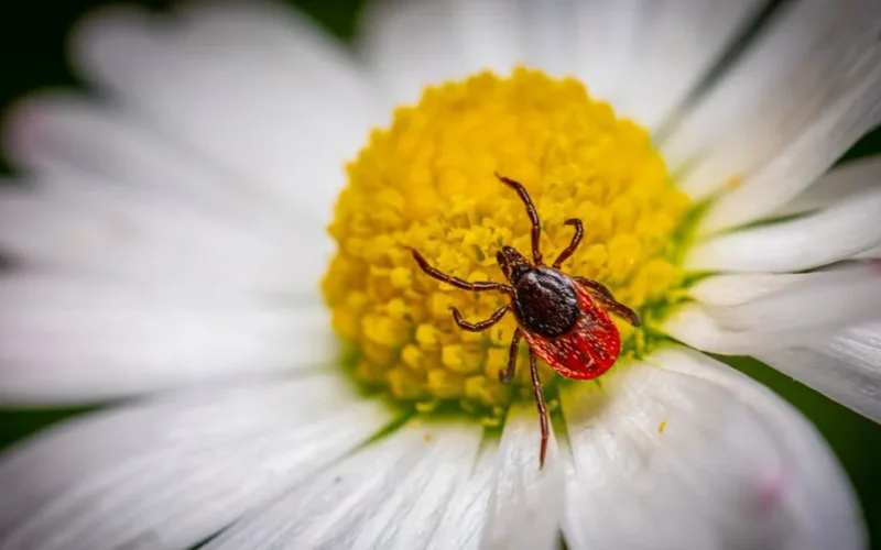 Detailed macro photography of a tick on a chamomile flower, highlighting parasitic nature.