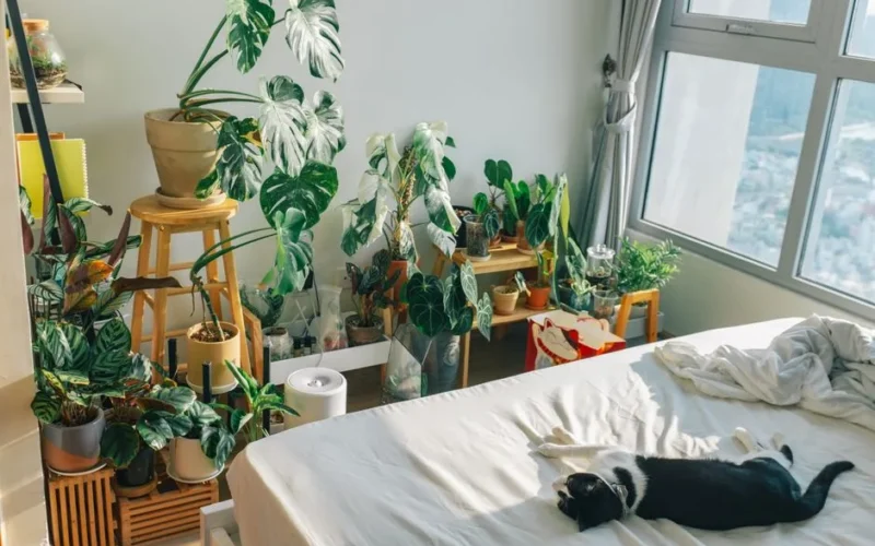Bright bedroom with abundant indoor plants and a relaxed cat on bed.