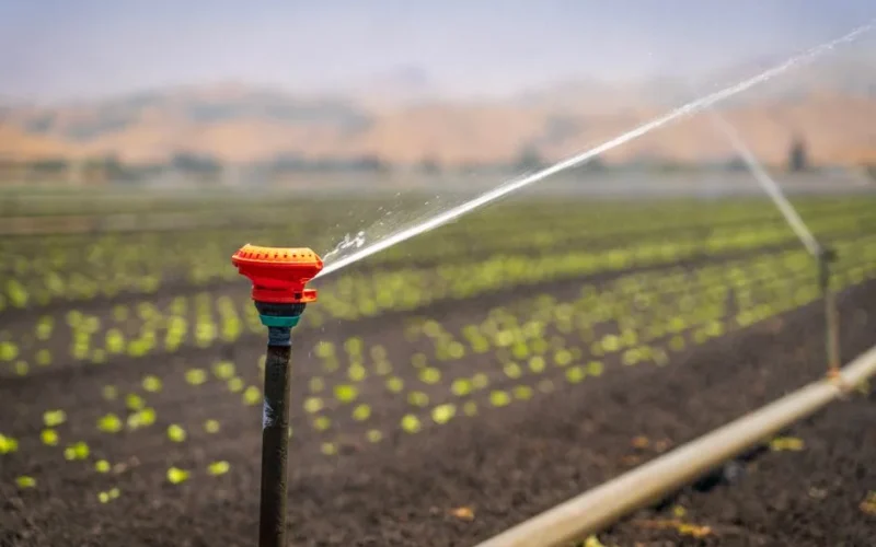 A sprinkler irrigating a green crop field in a rural landscape under a clear blue sky.