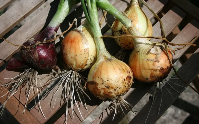 organiczny, cebule, warzywo, natura, działka, świeży, dójka, ogród, rozwój, wychowany, brązowy warzywami, brązowa cebula