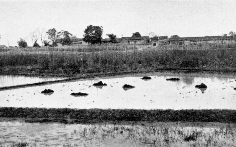 Flooded fields being fertilized preparatory for rice; winter peas and beans beyond, with dwellings in the background. A laborer was engaged at the time in bringing stable manure, wading into the water to empty the baskets.