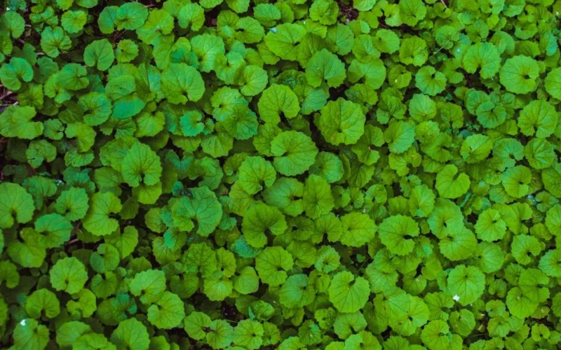 A dense carpet of vibrant green leaves creates a natural ground cover in a serene outdoor setting.