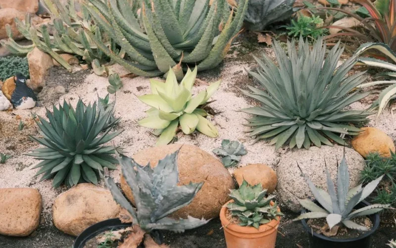 A vibrant succulent garden featuring various species amidst rocks and sand.