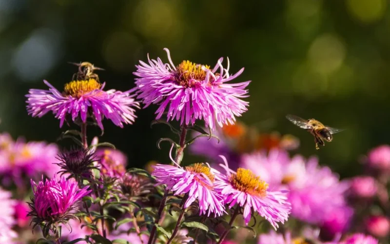 Bright pink aster flowers in bloom with bees hovering around them, showcasing nature's beauty.
