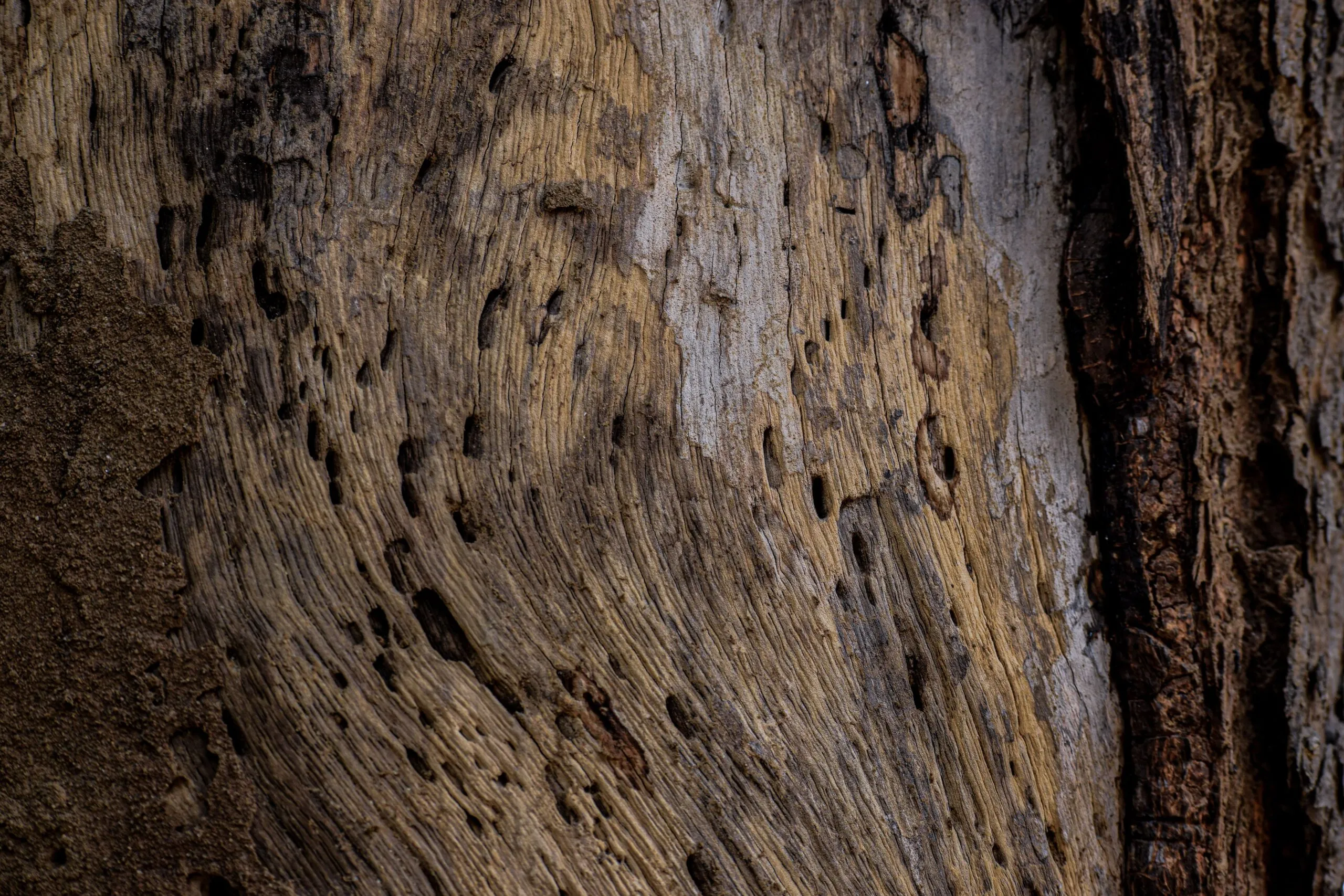 Detailed texture of weathered wood with natural patterns and hues, ideal for backgrounds.
