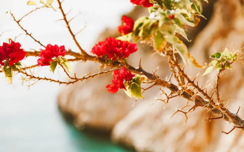 Close-up of red bougainvillea blossoms on a thorny branch overlooking a blurred outdoor background.