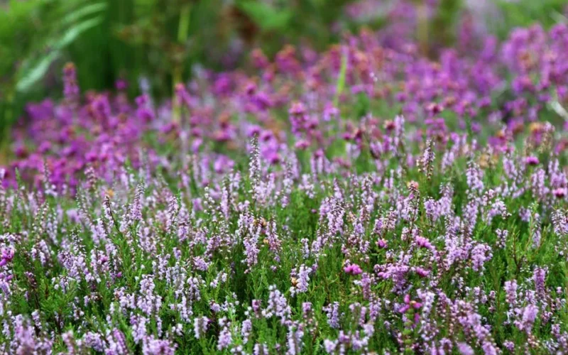 Lush field of vivid purple heather flowers in full bloom during summer.