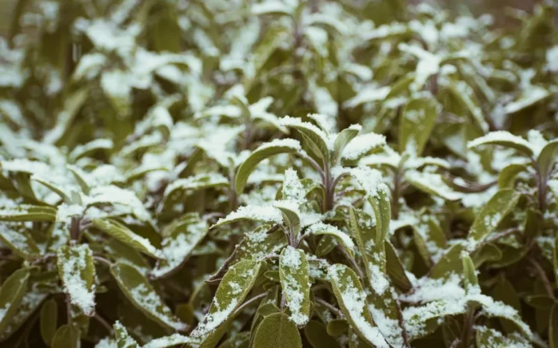 Close-up of sage leaves covered in hoarfrost during winter.