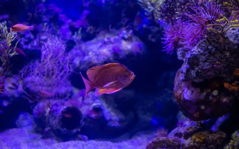 Explore the colorful world of marine life with this vibrant underwater photograph featuring a Swallowtail Sea Perch.