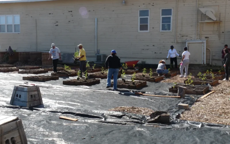 Six volunteers move tomato plants and fill raised beds with compost at the first Vallejo People's Garden site. Most of the site is covered with landscape fabric.