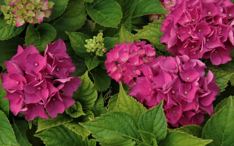 bush, kwiaty hortensje, rośliny, flora, płatki, natura, botanika, kwiatostan, hydrangeas, płatków, różowy, hortensjowate, ogród, zapach, tło, park roślin, zieleń, letnie kwiaty, wzrostu, z bliska, hortensja, ozdobnych kwiat, flory, kompozyty, amarantowy, kwiaty ogrodowe